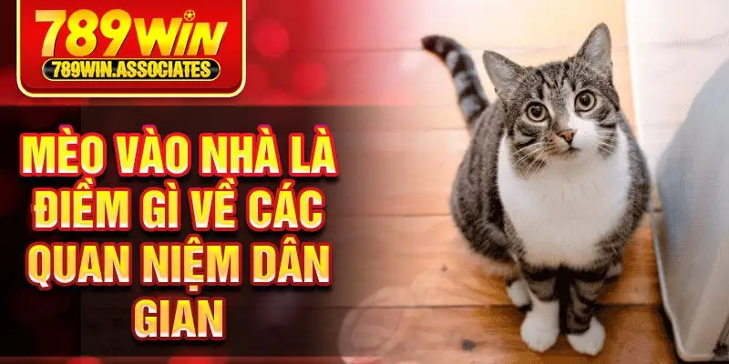 Mèo vào nhà là điềm gì về các quan niệm dân gian
