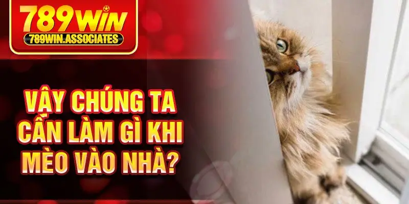 Vậy chúng ta cần làm gì khi mèo vào nhà?